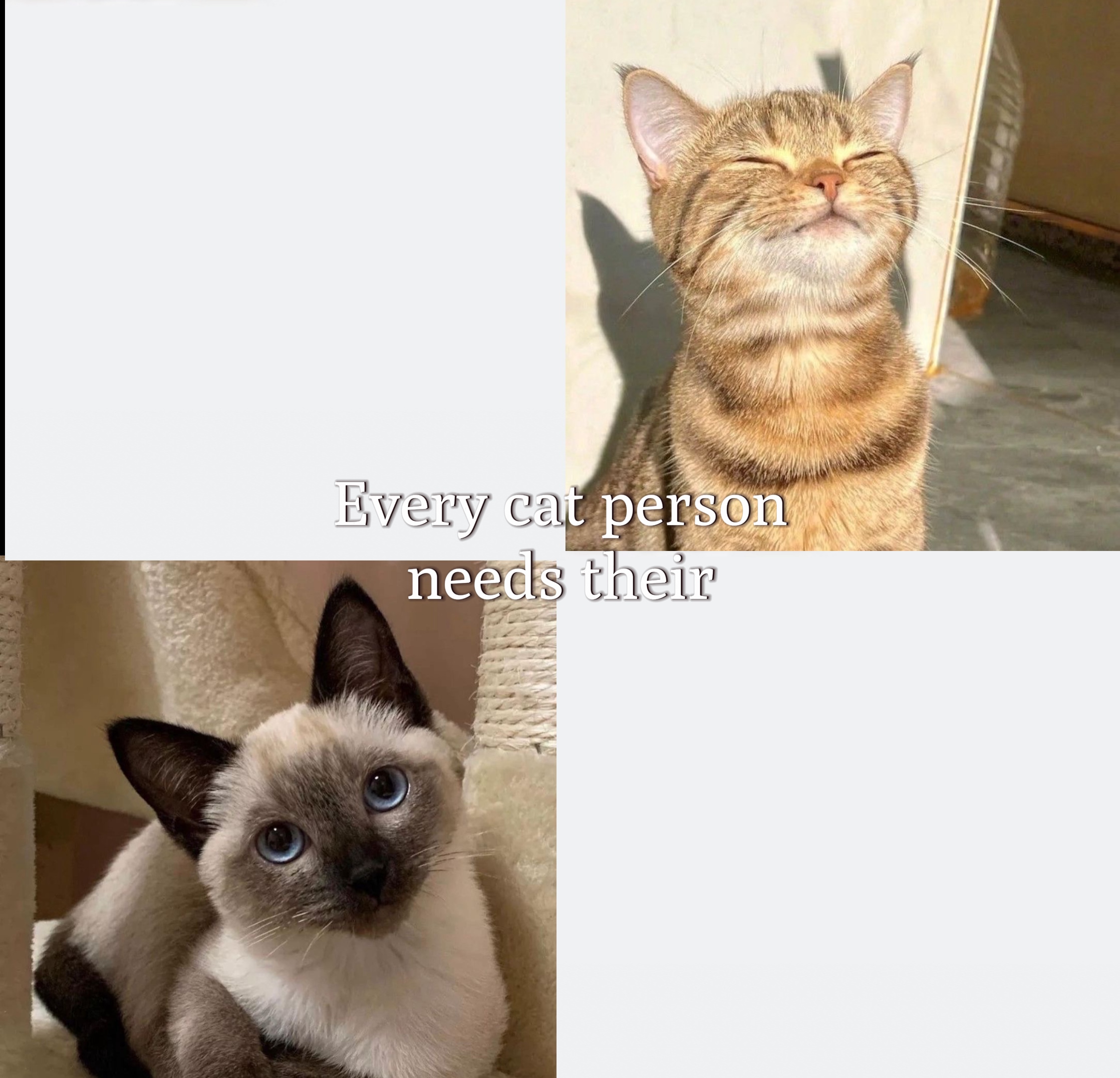 Jeder Katzenmensch 