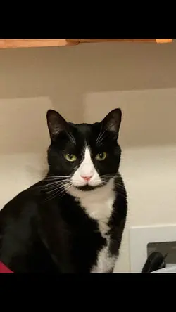 Pet temp
