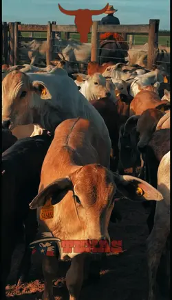 Bezerro