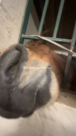 life w horses <3