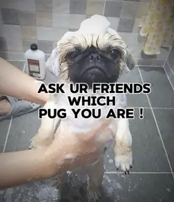 Which pug r u!