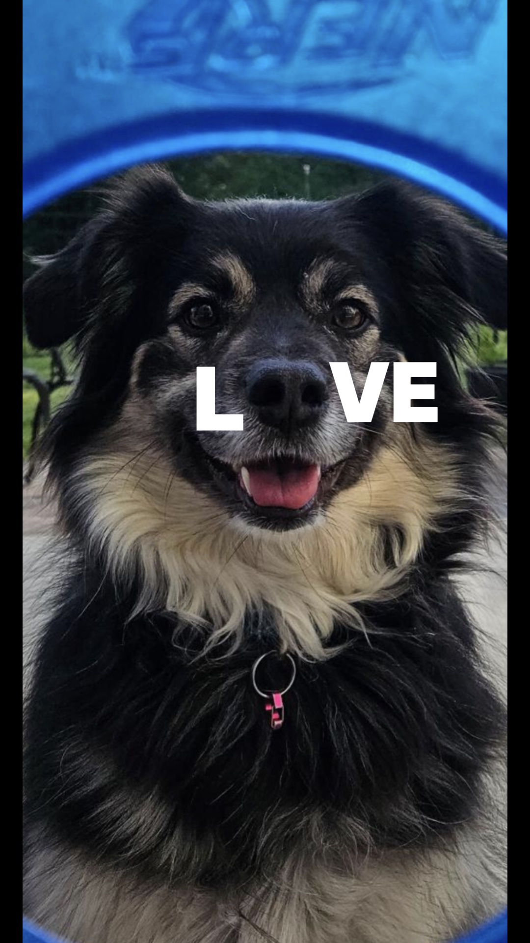 Was ist Liebe🐶
