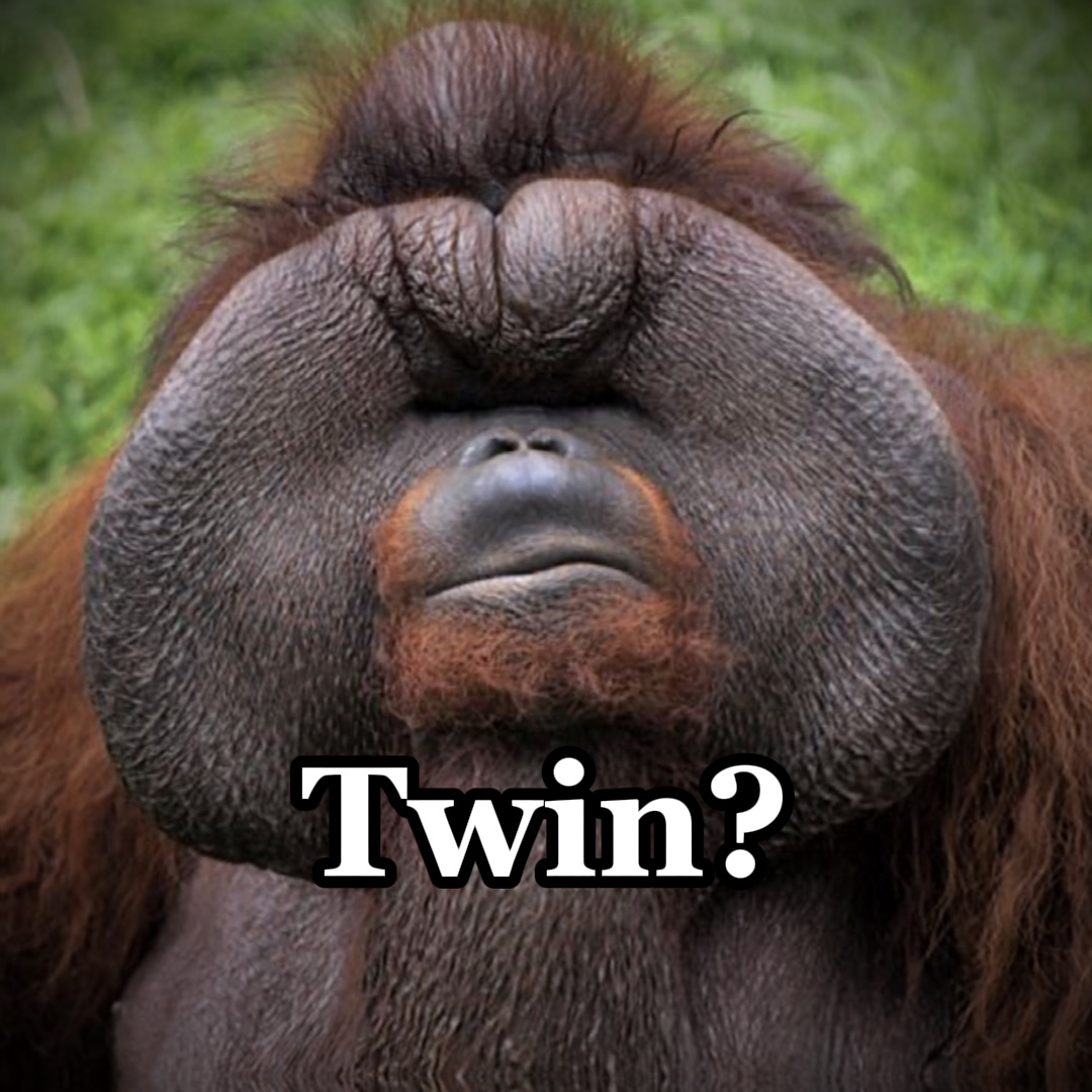 Fat monkey