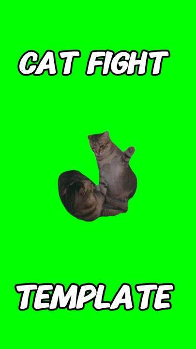 Meme de pelea de gatos 