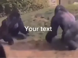 GORILLA FIGHT RAHHHH