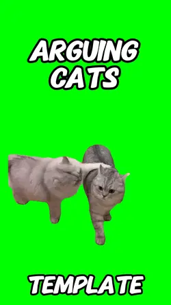 Arguing cats 