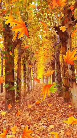 Fallen leaves