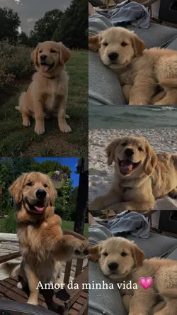 Amor da vida 🐶 dog 