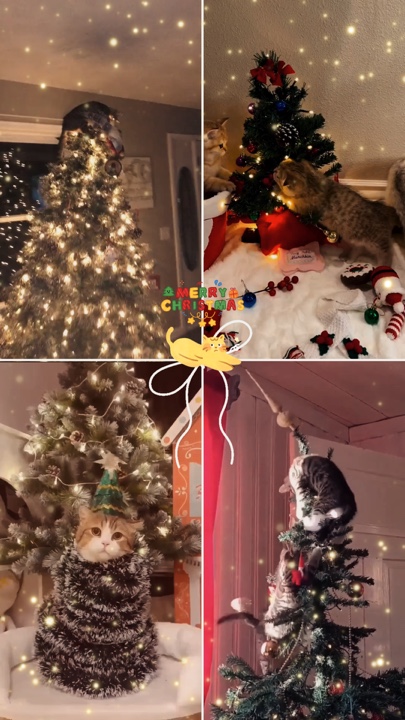 Gato natal 