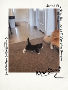 Katzenliebhaber