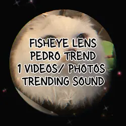 Pedro Fisheye