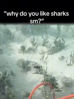 I ❤️ Sharks!