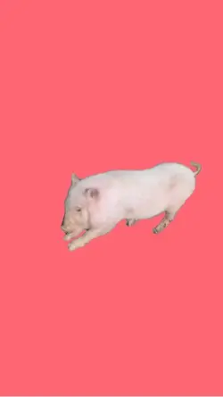 Twerking pig