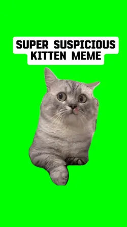 SUPER SUSPICIOUS CAT