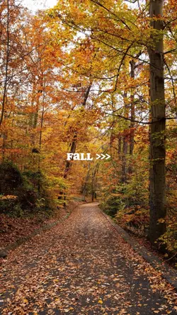 fall 🍂