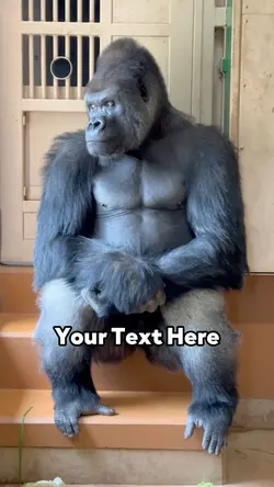 Lonely Gorilla 