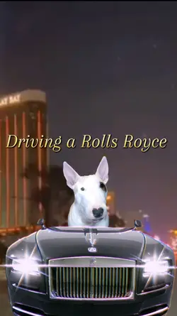 Driving Rolls Royce 