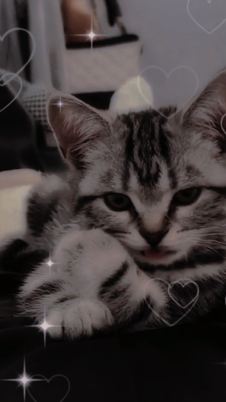 Mon chat cousin 2