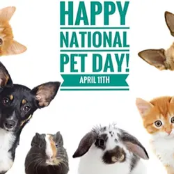 National pet day 
