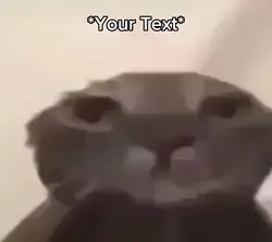 Cat displeased