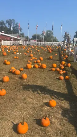 Pumpkin Farm