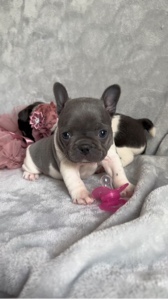 Chiens drôles