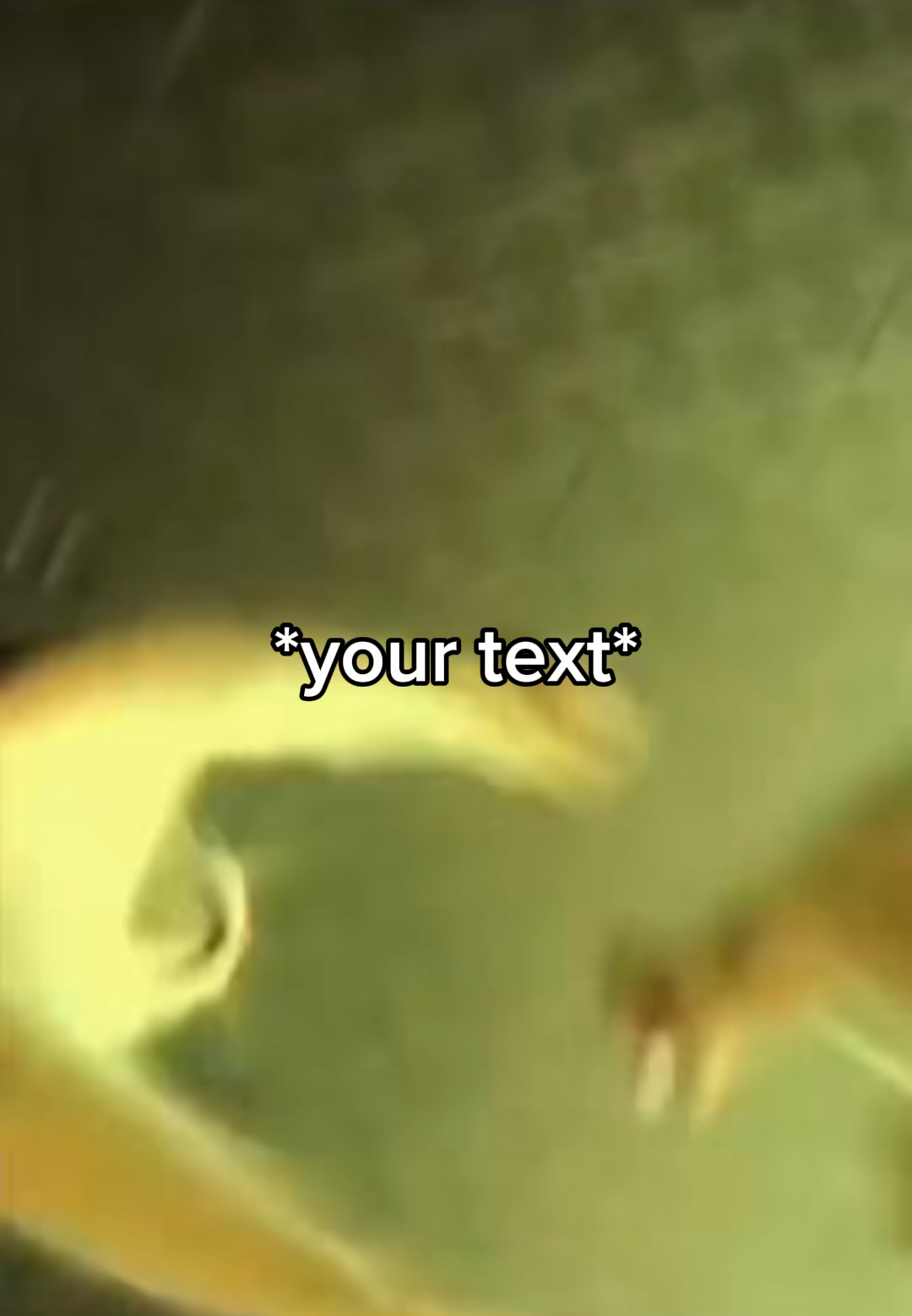 Disco cats meme