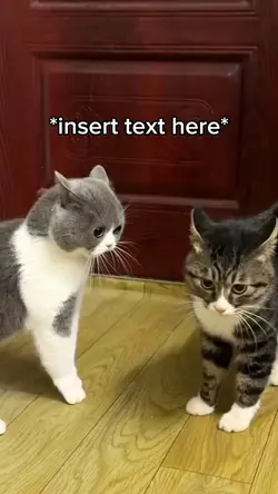 Cat fighting meme