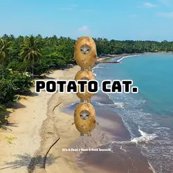 Potato Cat
