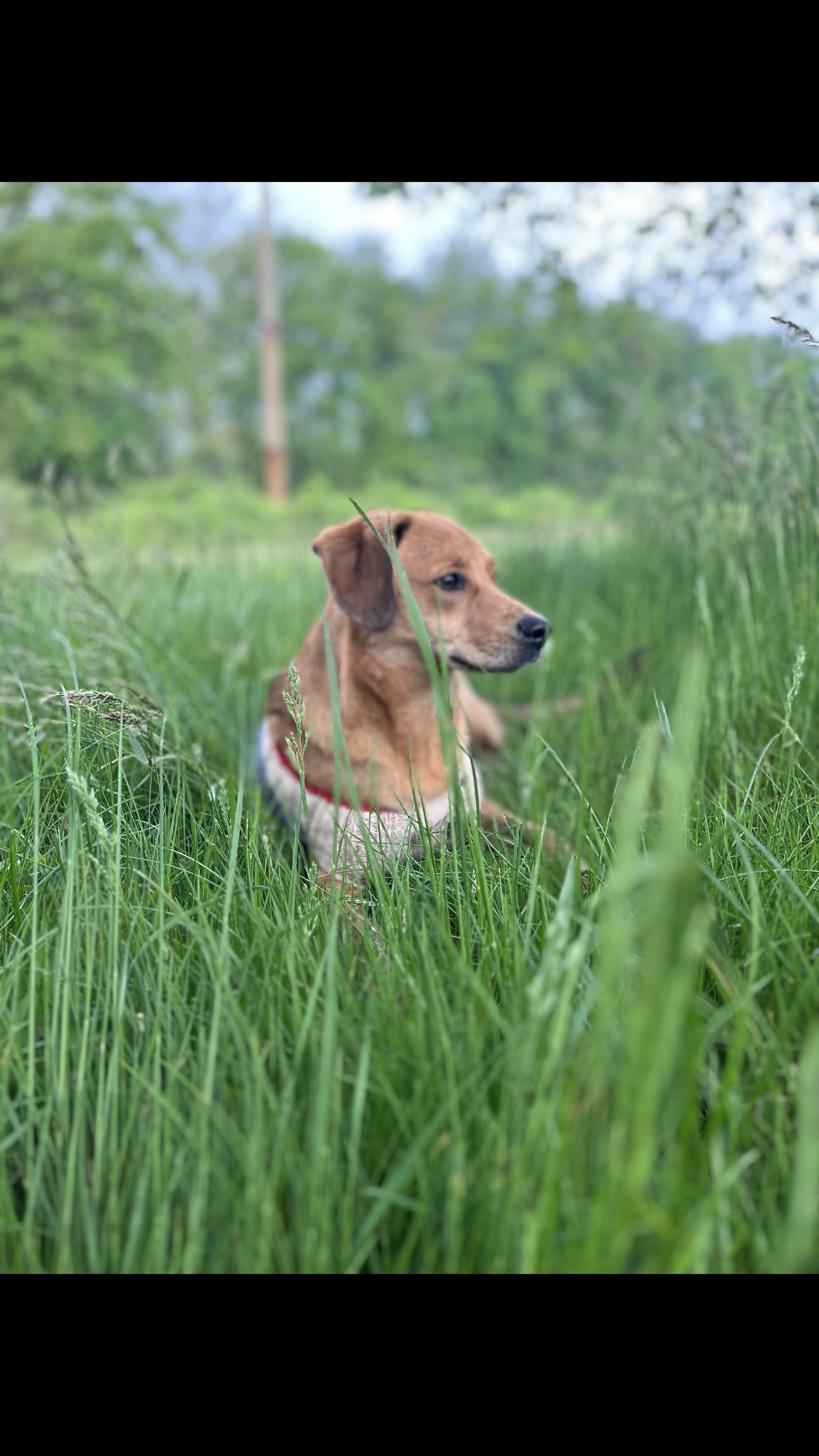 Sie besitzen einen Hund