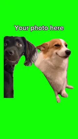 Cat and Dog Meme