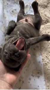 Bouledogue français 