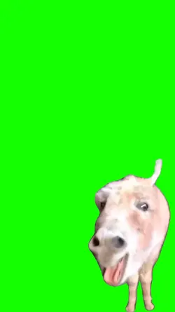 jegue meme