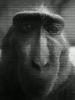 Monkey meme