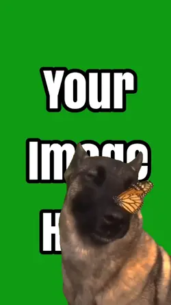 No enemies dog