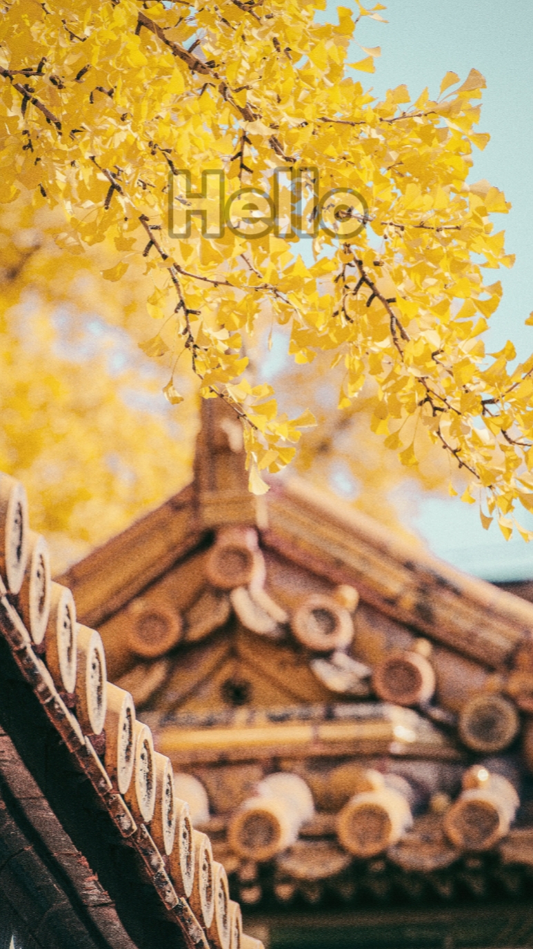 Halo Cina