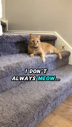 Cat’s meow routine 😻