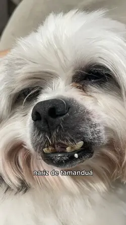 se tem bigodes de 🦭