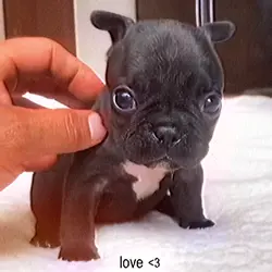 love pet 💗
