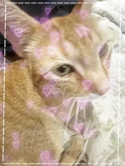 ᏨᎯᎿ