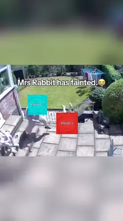 Mrs rabbit fainted