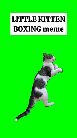 LITTLE KITTEN BOXING