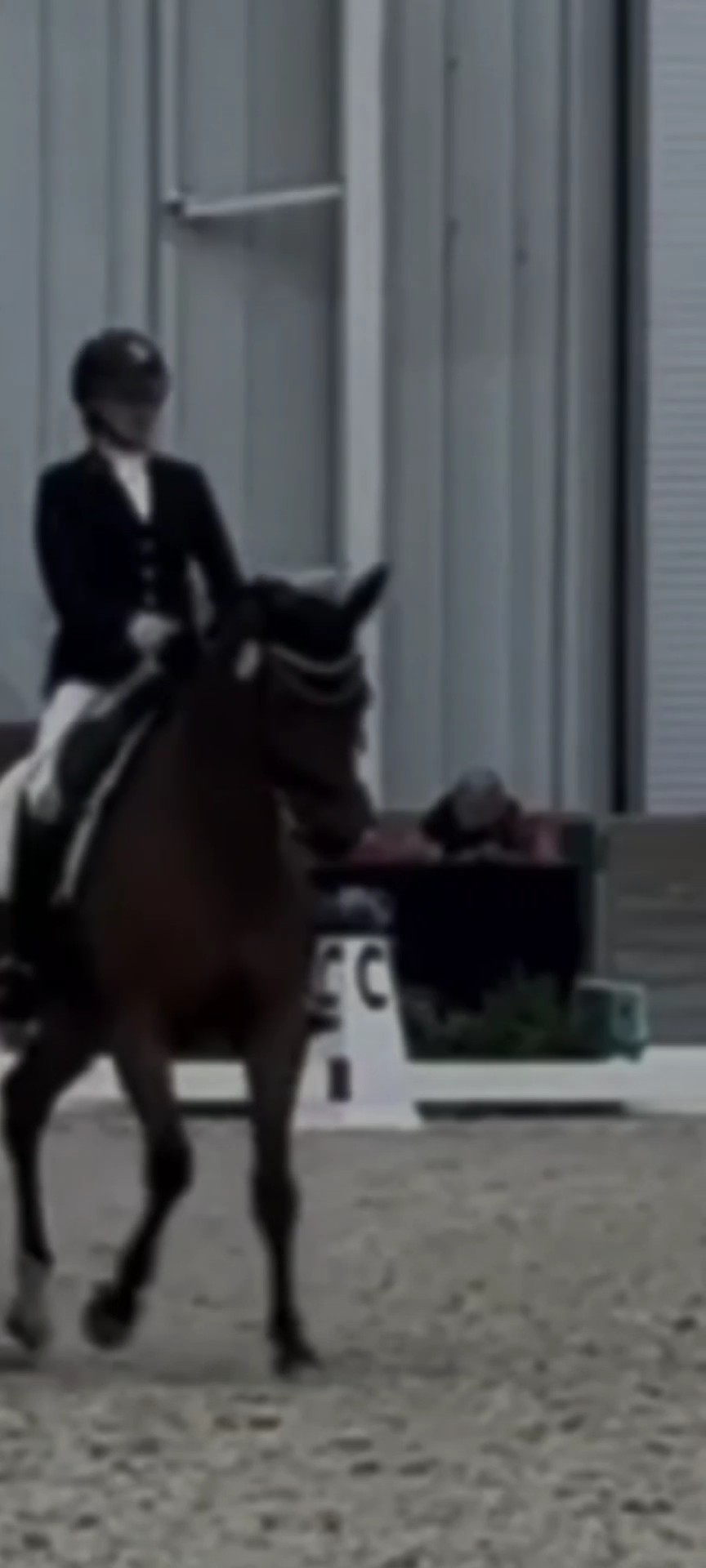 dressage