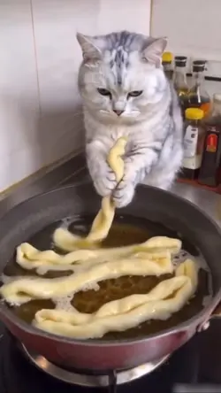  Ai cat making food 