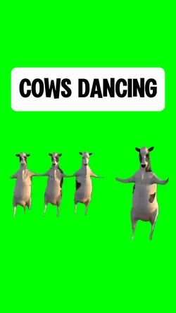 COWS DANCING