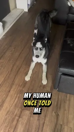 Funny Dog Pet Trend