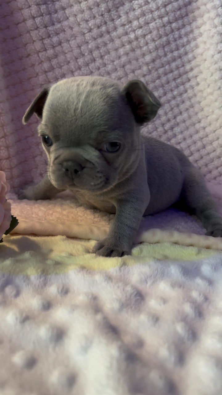 Bouledogue français
