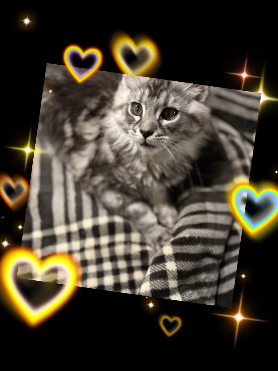 Amor de gatinho