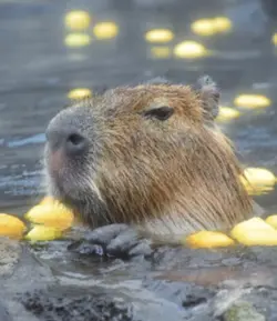 capybara