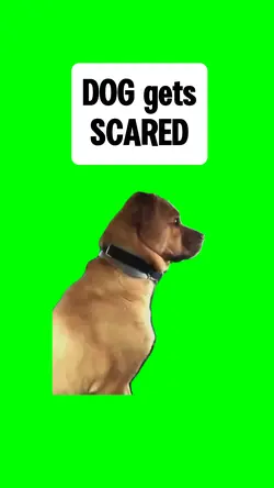 DOG GETS SCARED